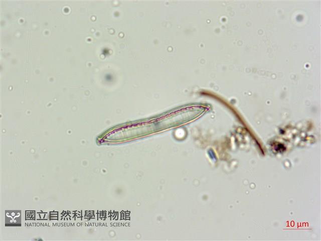 登錄號:A00004600藏品圖，第4張
