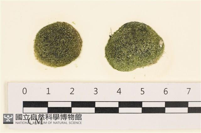 登錄號:A00005600藏品圖，第1張