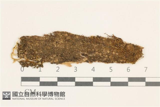 毛口大萼苔藏品圖，第1張