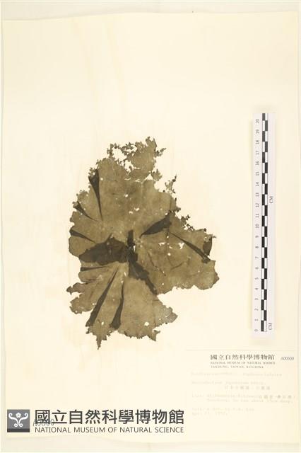 小網藻, 日本小網藻藏品圖，第1張