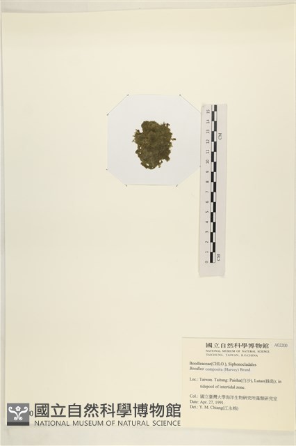 布氏藻藏品圖，第3張