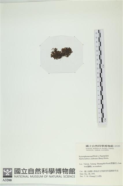 網胰藻藏品圖，第3張