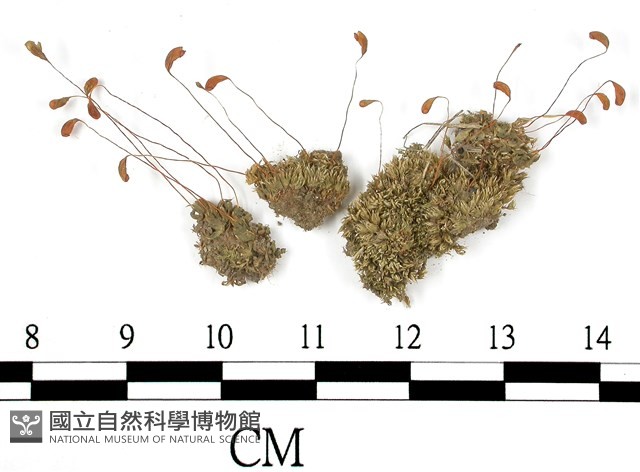 葫蘆蘚藏品圖，第1張