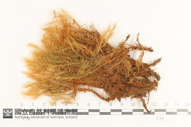 登錄號:B00000500藏品圖，第1張