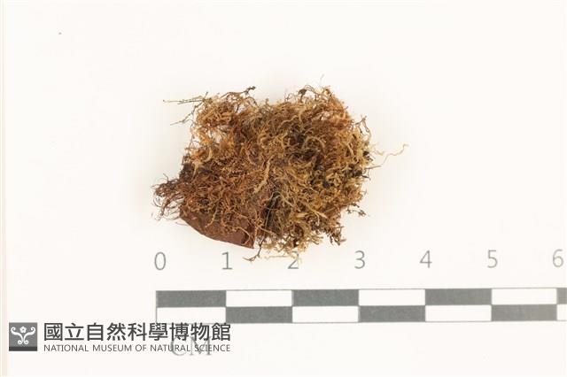 登錄號:B00019400藏品圖，第1張