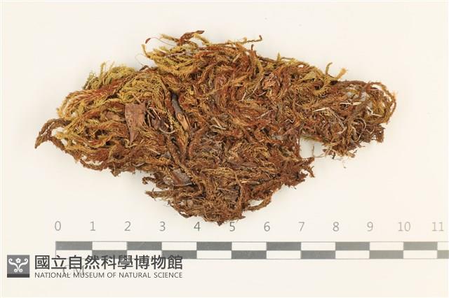 沼澤皺蒴蘚藏品圖，第1張