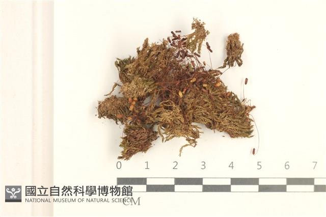 蕊形真蘚藏品圖，第1張