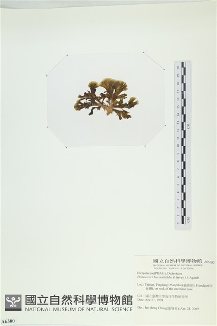 多扇藻藏品圖，第3張