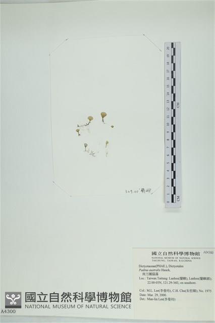 南方團扇藻藏品圖，第1張