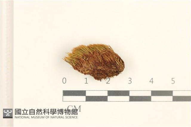 脆枝曲柄蘚藏品圖，第1張
