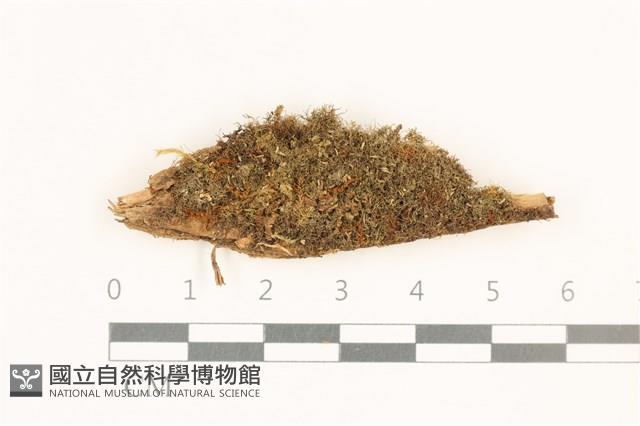 曲枝大萼苔藏品圖，第1張
