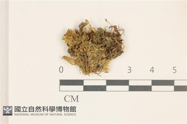 毛擬叉苔藏品圖，第1張