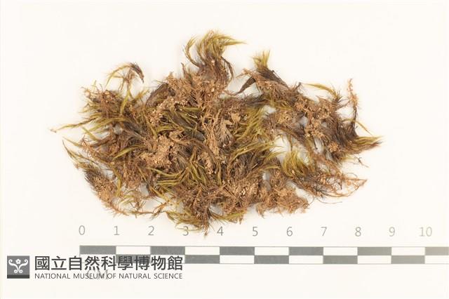 登錄號:B00021700藏品圖，第1張