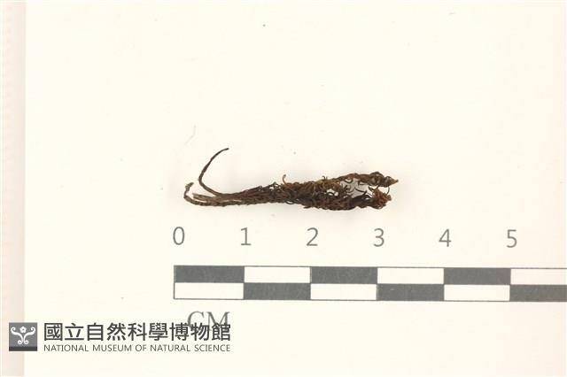 登錄號:B00020700藏品圖，第1張
