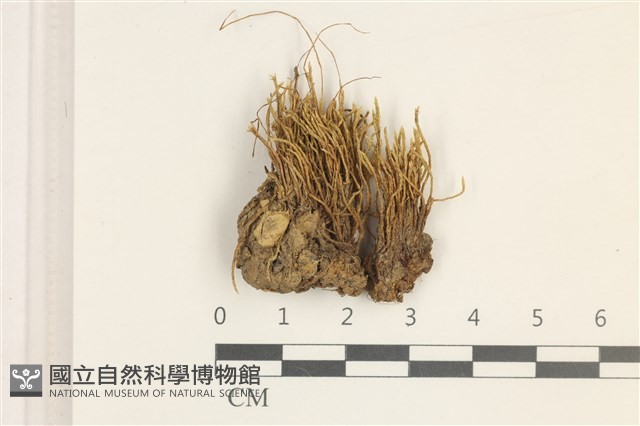 登錄號:B00013700藏品圖，第1張