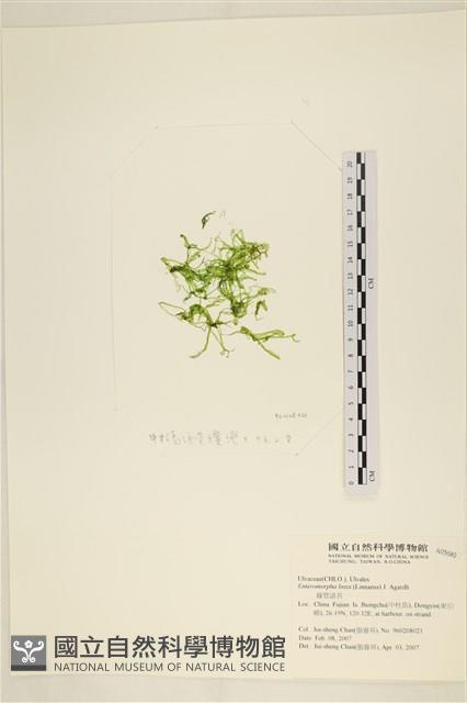 石髮藏品圖，第1張