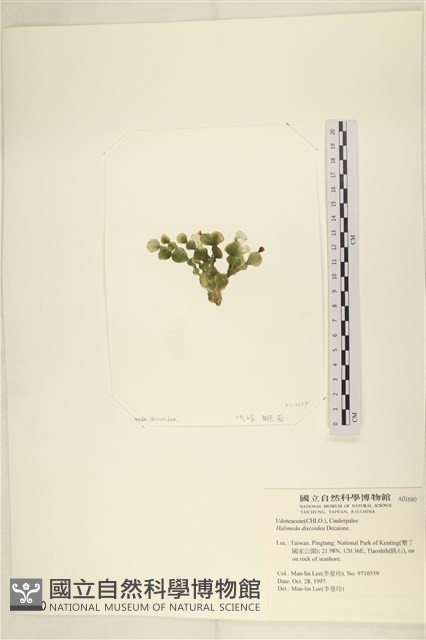 盤狀仙掌藻藏品圖，第3張