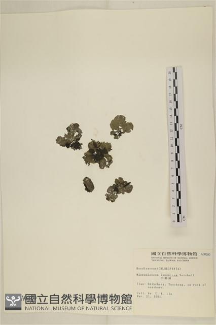 小網藻, 日本小網藻藏品圖，第1張