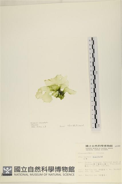 大石蓴, 石蓴藏品圖，第3張