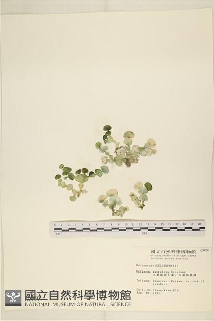 大葉海仙人掌, 大葉仙掌藻藏品圖，第1張