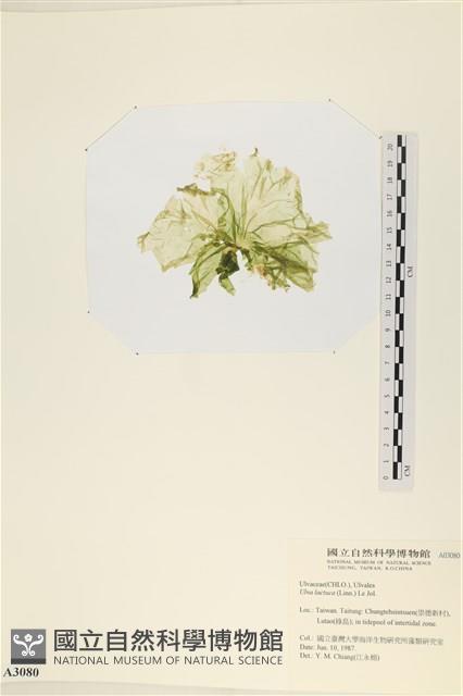 大石蓴, 石蓴藏品圖，第3張