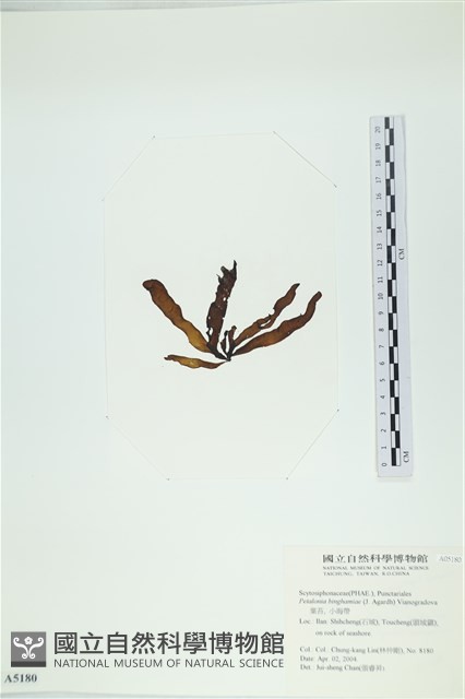 葉苔, 小海帶藏品圖，第3張