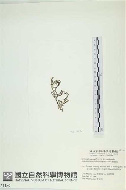 網胰藻藏品圖，第3張