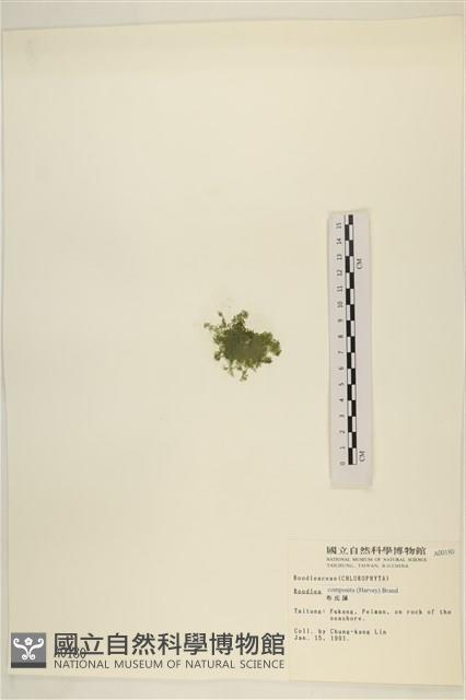 布氏藻藏品圖，第3張