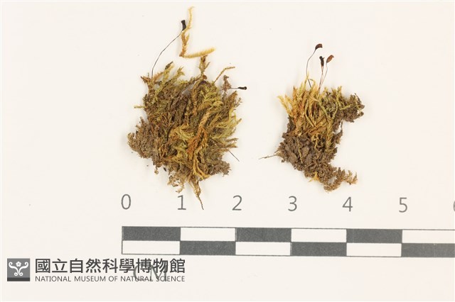 登錄號:B00009580藏品圖，第1張