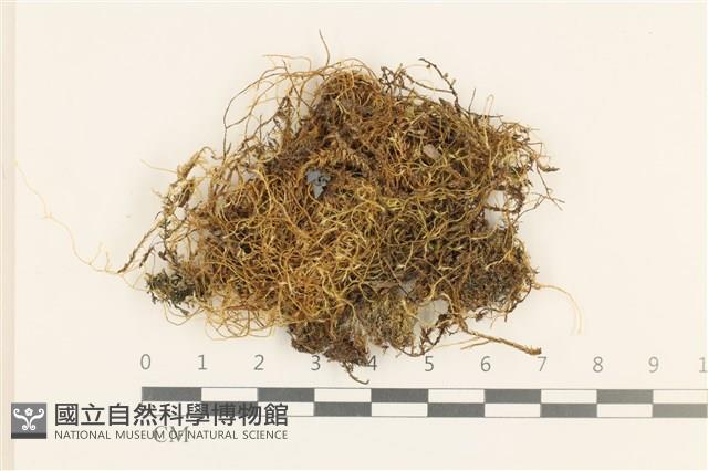 登錄號:B00011580藏品圖，第1張