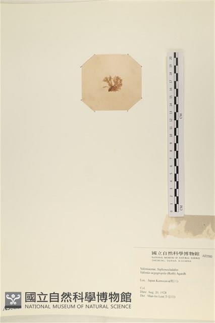 法囊藻藏品圖，第3張