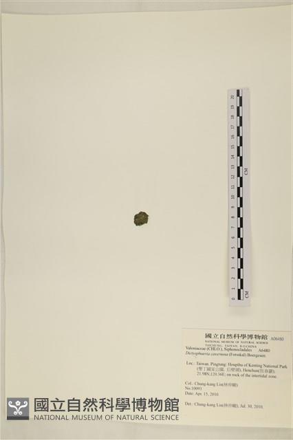 網球藻藏品圖，第3張