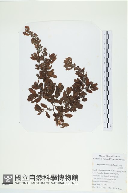 厚葉馬尾藻藏品圖，第1張