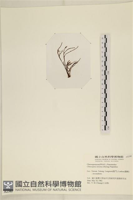 小毛孢藻, 小鹿角苔藏品圖，第3張