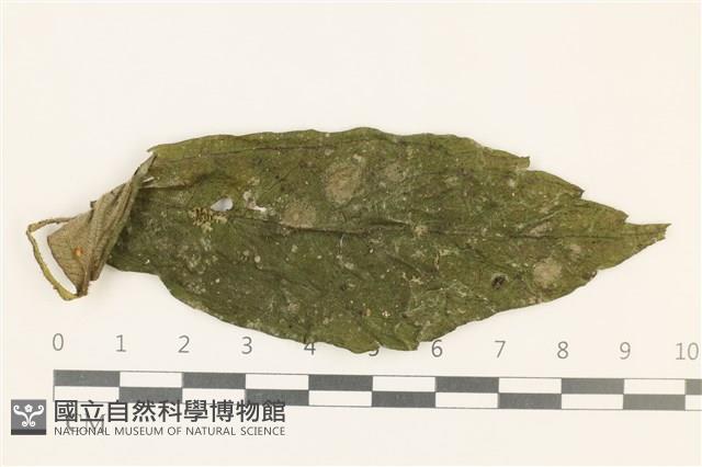 登錄號:B00009380藏品圖，第1張