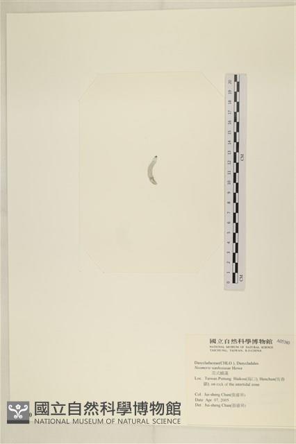 范氏蠕藻藏品圖，第3張