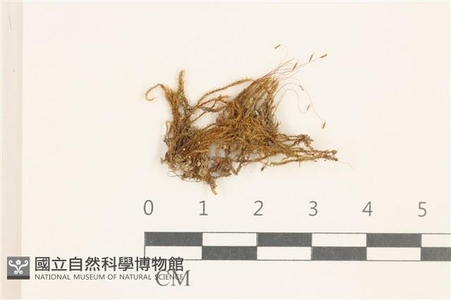 登錄號:B00008780藏品圖，第1張