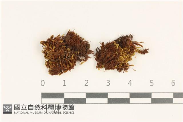 登錄號:B00017780藏品圖，第1張