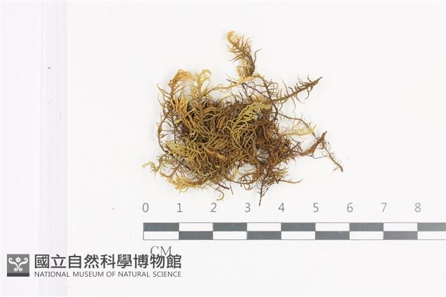 登錄號:B00018633藏品圖，第1張