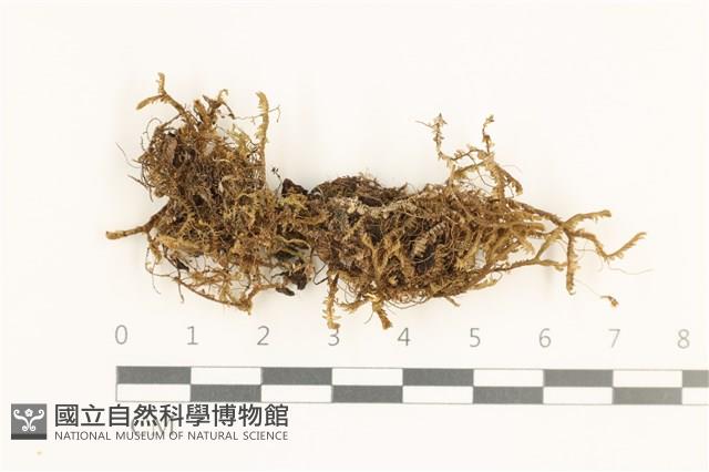 登錄號:B00019633藏品圖，第1張