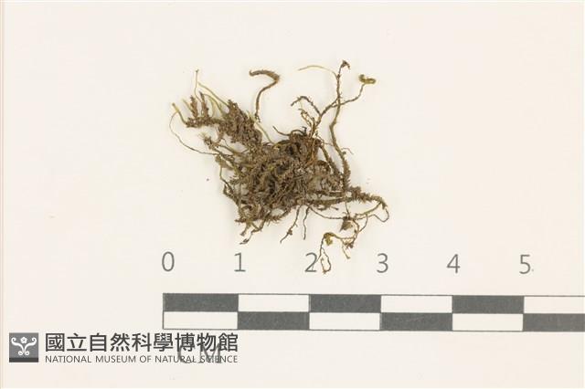 登錄號:B00014633藏品圖，第1張