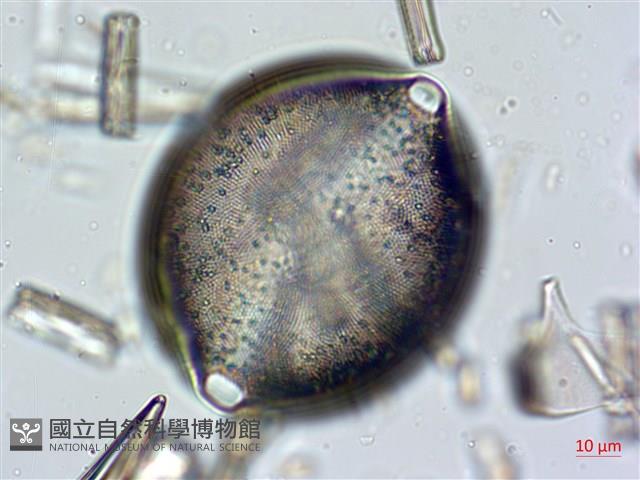 登錄號:A00004633藏品圖，第4張