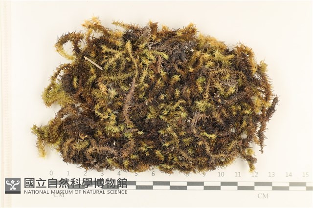 登錄號:B00005633藏品圖，第1張