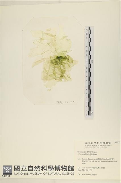 茶花石蓴, 牡丹菜藏品圖，第1張