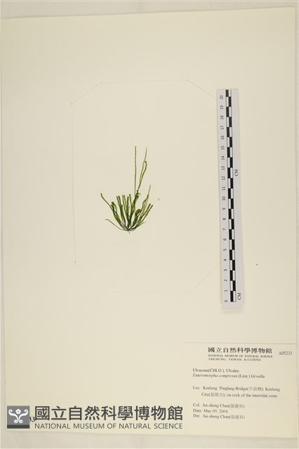 扁石髮藏品圖，第3張