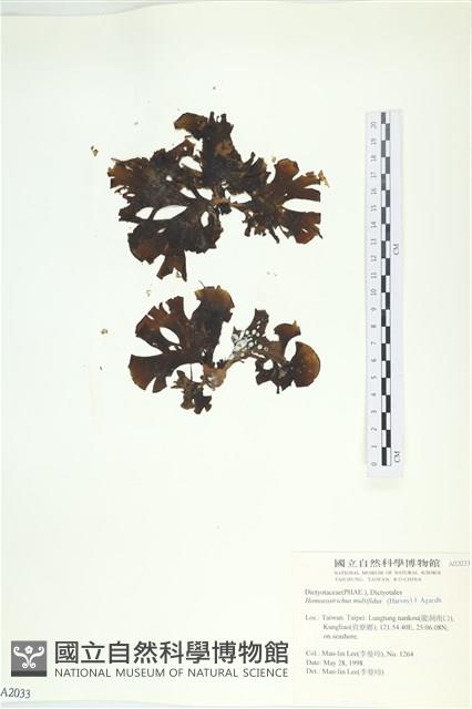 多扇藻藏品圖，第1張