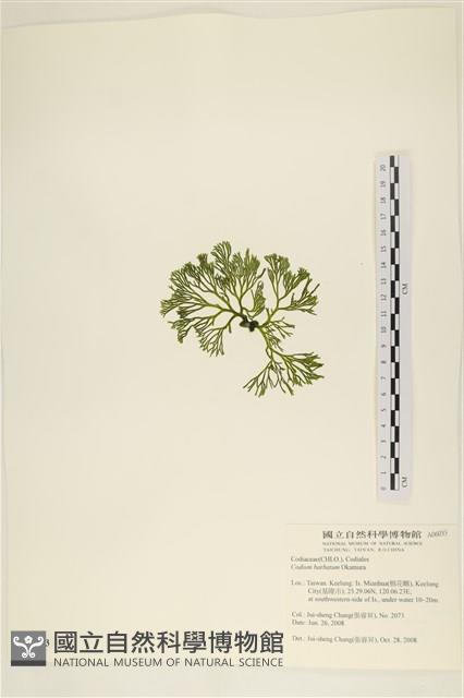 登錄號:A00006033藏品圖，第3張