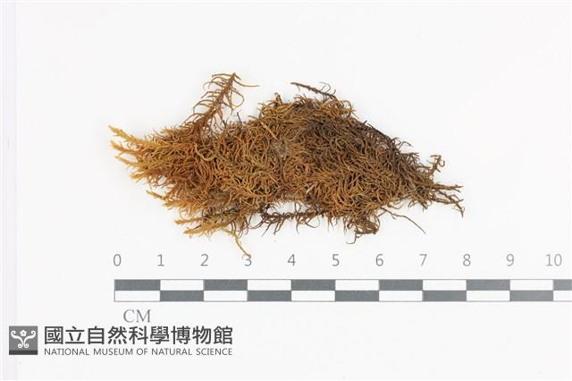 山羽蘚藏品圖，第1張