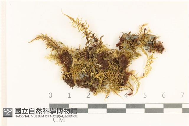 粗齒雉尾蘚藏品圖，第1張