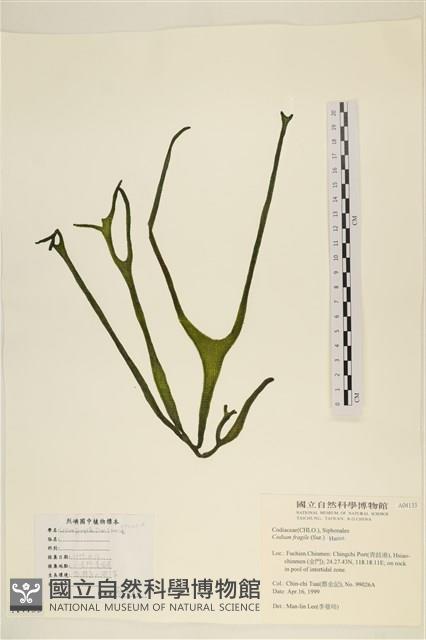 水松, 松藻藏品圖，第1張